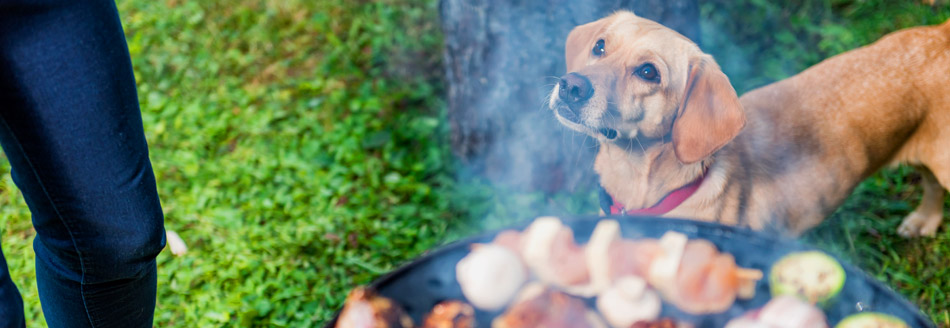 Dürfen Hunde etwas vom Grill essen?