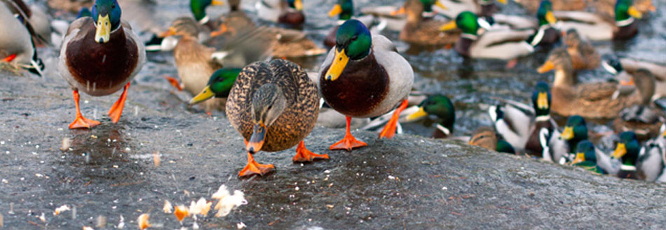 Darum solltest du Enten kein Brot füttern