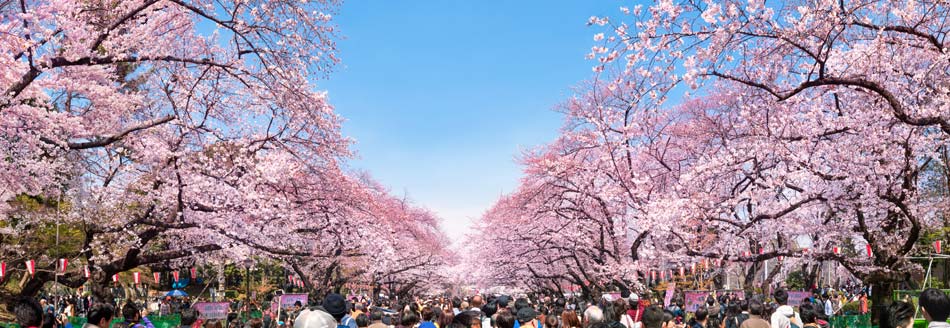 Kirschblütenfest Hanami in Tokio